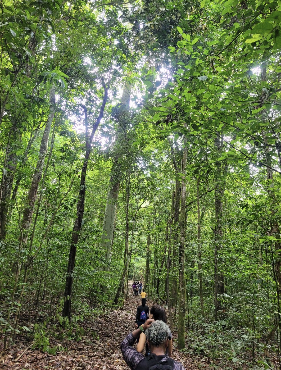 Trilha densa na floresta amazônica